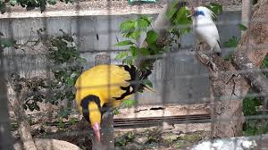 We did not find results for: Merdunya Suara Berbagai Macam Burung Dalam Kandang Koloni Youtube