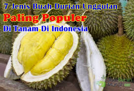 Durian adalah jenis buah yang sangat banyak peminatnya di tanah air. 7 Jenis Buah Durian Unggulan Paling Populer Dan Cocok Untuk Ditanam Di Indonesia Jualbenihmurah Com