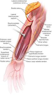 Tendon transfer or moving a tendon to another area for better functionality of the joint. Radial Forearm Flap Plastic Surgery Key