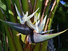 Pin On Strelitzia Family Strelitziaceae