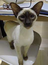 Slightly Biased But My Parents Kitty Is Kind Of Adorable X Siamese Cats Oriental Cat Russian Blue