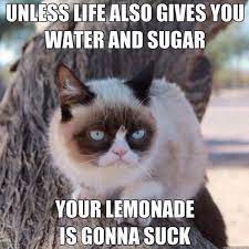 16 Of The Best Grumpy Cat Memes Catster