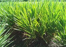 1.1 cara menanam rumput gajah mini. Rumput Gajah Odot Sebagai Pakan Ternak Bibitbunga Com