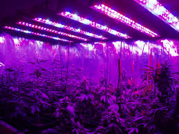 Try out these tips on how to choose the best indoor lighting for growing indoors. Best Led Grow Lights For Weed On Amazon