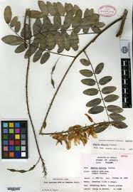 Image result for Sophora inhambanensis