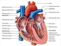 The above labeled diagram can be modified as per your requirements for kids. The Human Heart Diagram Quizlet