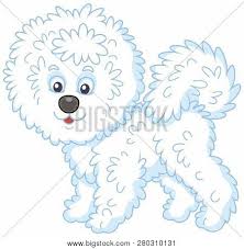His/her full adult coat should be in place by 3 years of age. Little Funny Bichon Vector Photo Free Trial Bigstock
