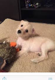 Adopt Waffles And Pancakes On Petfinder Dog Friends Cute Dogs Dog Adoption