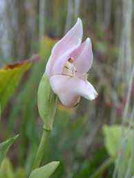 The name refers to the appearance of a tiny baby swathed in blankets in the interior of the flower. Homestead Stories Swaddled Babies Or Baby In The Cradle Insteading
