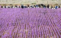 نتیجه تصویری برای قیمت زعفران