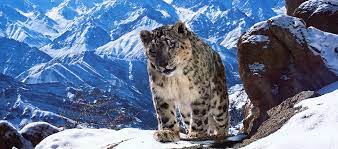 Planet earth ii episodes available now. Planet Earth Ii Bbc Earth