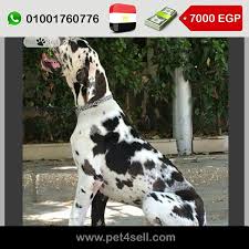 مصر الجيزة ذكر جريت دين عمر سنة و نصف للبيع او الزواج pet4sell pets dogs animals