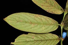 Image result for Lasianthus