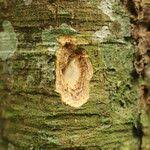 Image result for Celtis mildbraedii