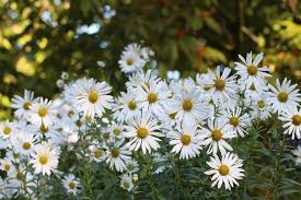 Emily Chandler (@Emlovesplants)