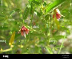 Image result for Hermannia glanduligera