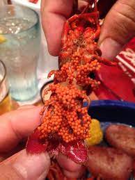 Pregnant Crawfish Mildlyinteresting