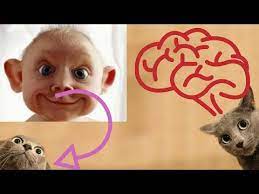 Top Animal Highlights Funny Complications Try Not To Laugh Youtube Try Not To Laugh Funny Cats And Dogs Funny Animals
