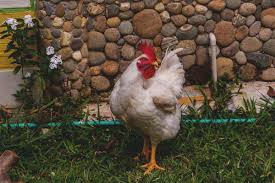 Cornish — or rock cornish (hens) kôr′nish adj. Cornish Cross Chicken The 1 Meat Producer Breed