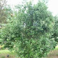 Image result for Buddleja saligna