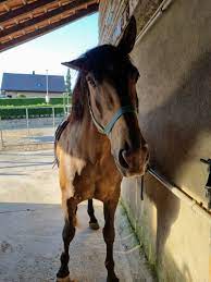 Cheval Annonce - Portail déchanges équestres - Petites annonces cheval -  Chevaux - Equitation