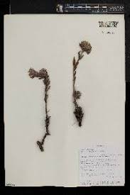 Image result for Gnidia kraussiana