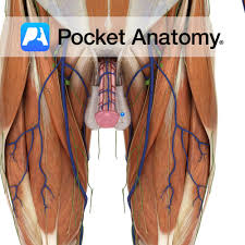 Image result for Scrotum