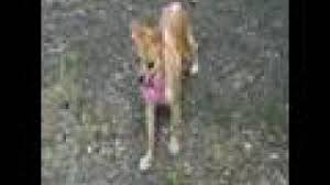 The breeder was a teacher and retired after 32 years of teaching. Rossmoyne Chihuahua Reunion 2008 Part 1 Of 2 Youtube