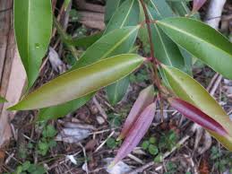 Image result for Syzygium cumini
