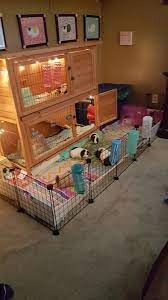 This is due to the high choose a playpen with narrow gaps between the grids and at least 9 panels to adjust the size of the cage. Pin On Guinea Pigs