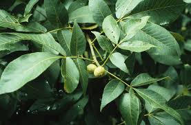 نتیجه جستجوی لغت [hickory] در گوگل