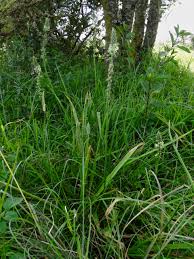 Image result for Albuca virens