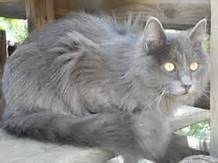 Russian Blue Cat Long Hair Russian Blue Cat Russian Blue Nebelung Cat