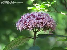 Image result for Clerodendrum buchneri