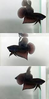 My fist betta smaragdina guitar from chatuchak weekend market. Item Fwbettas1433428068 Betta Smaragdina Hybrid Ends Thu Jun 4 2015 09 27 48 Am Cdt Betta Betta Aquarium Betta Fish