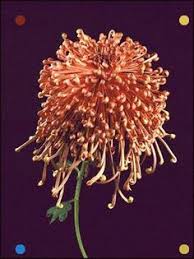 Daily deliveries to upmc hospital, erie insurance, gannon, st vincent hospital, bayfront hotels and all funeral homes. 420 Chrysanthemum Ideas Chrysanthemum Flowers Beautiful Flowers