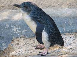 (unless you're talking about a gym, haha) pounds are countable. Little Blue Penguin Penguin Facts And Information