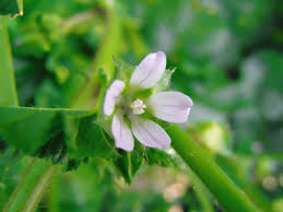 Image result for Malva verticillata
