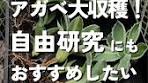 胴切りする株の選び方と成長記録