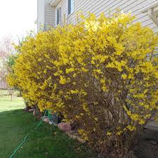 Buy Affordable Forsythia Bush Forsythia X Intermedia Arbor Day Foundation Buy Trees Rain Forest Friendly Coffee Greeting Cards That Plant Trees Memorials And Celebrations With Trees And More