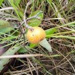 Image result for Parinari capensis