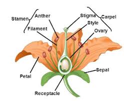 Check spelling or type a new query. Flowers Can Be Classified Into Three Types On The Basis Of Position Of Ovary With Respect To Other Floral Parts What Are They Explain With Example