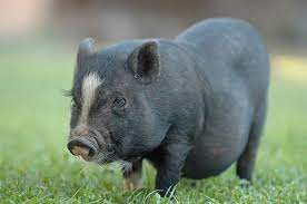 Gene Edited Micropigs To Be Sold As Pets Scientific American