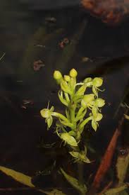 Image result for Habenaria arenaria