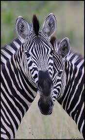 Log In Tumblr Zebra Zebras African Animals