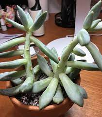 Moon flower cactus for sale. Pachyphytum Silver Moon Etiolated Terribly Should I Just Chop It Off At The Top Succulents