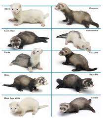 The ferrets available at petsmart or petco are priced around $100 and $130, but some ferrets may also cost more than that (about $199). The Best Infographics Guides Of The Week In 2021 Funny Ferrets Baby Ferrets Pet Ferret