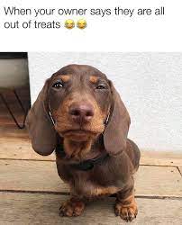 Dachshund Meme Dachshund Memes Funny Dachshund Dachshund Puppies