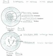 A Drawing Of Misconception Of Centrioles Are Found In The Nucleus Of A Download Scientific Diagram A nucleus is stable if the ratio of neutrons to protons is from 1 to 1.5, meaning there will be equal or more neutrons. a drawing of misconception of