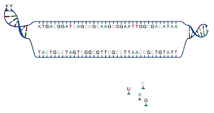 The unlikely pioneer behind mrna vaccines dr. Gruppe A